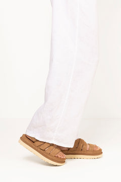 W Goldenstar Gleam - Chestnut
