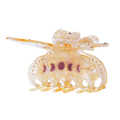 Nabi Hairclaw - Pumpkin