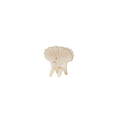 Pasha Hairclaw - Oyster