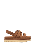 W Goldenstar Gleam - Chestnut
