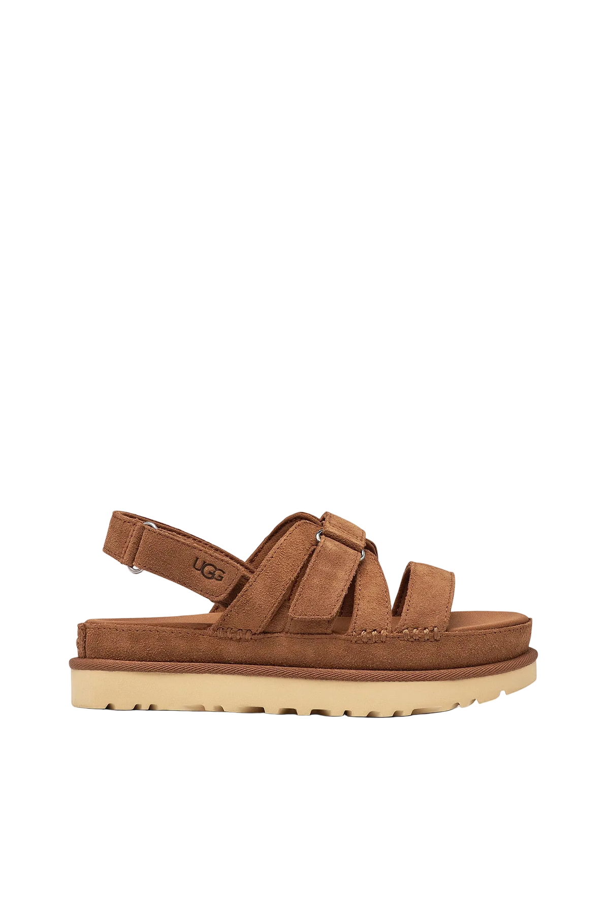 W Goldenstar Gleam - Chestnut